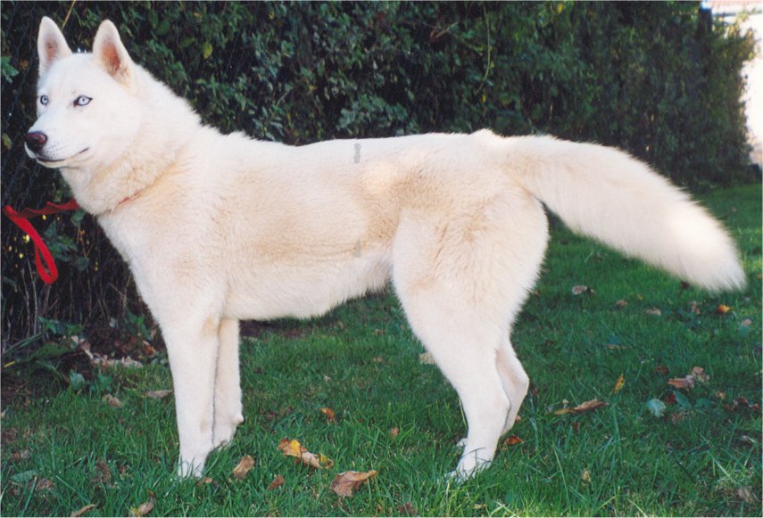 liubov's turkoiz 1 an